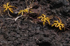 Merremia quinquefolia